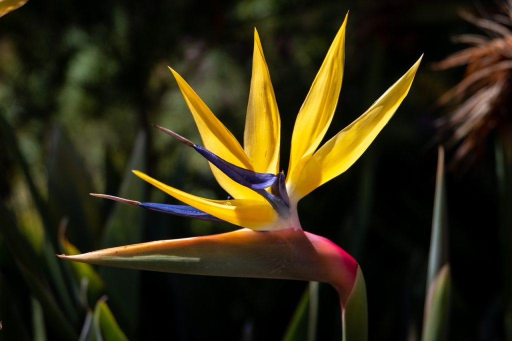Kweekling strelitzia