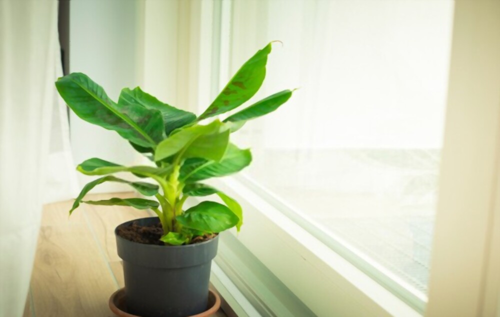 musa kamerplant