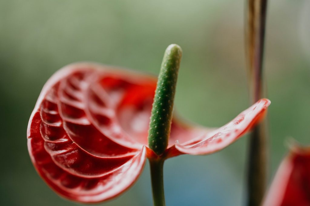 Anthurium