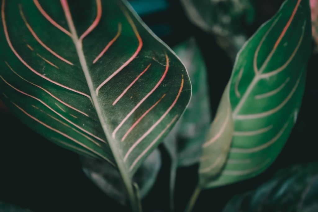 aglaonema