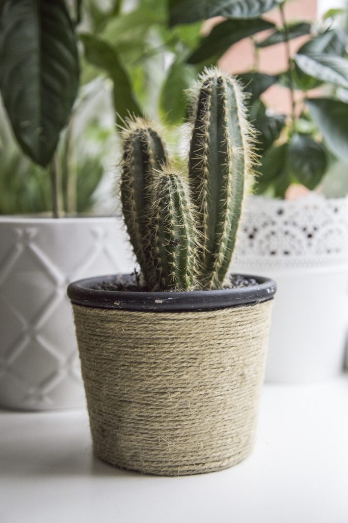reuze cactus soort