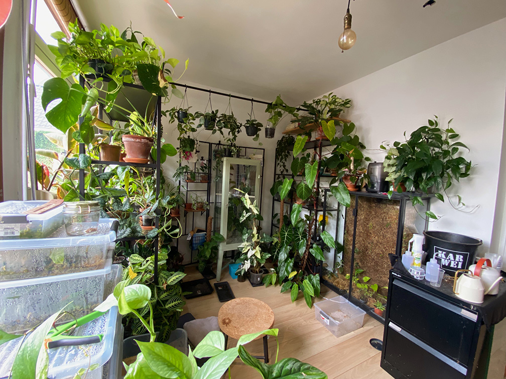 kamerplanten collectie