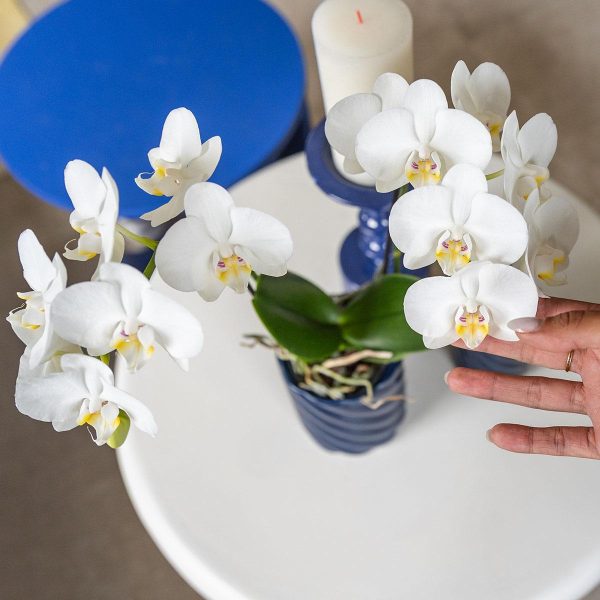 Witte Phalaenopsis orchidee - Amabilis - Ø9cm - Afbeelding 4