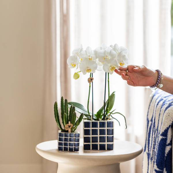 Witte Phalaenopsis orchidee - Amabilis - Ø9cm - Afbeelding 3