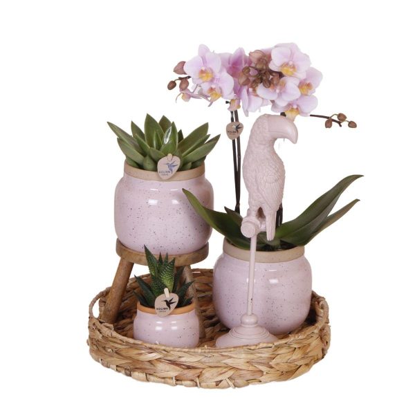 Roze Phalaenopsis orchidee & succulenten ↨45cm-ø9cm