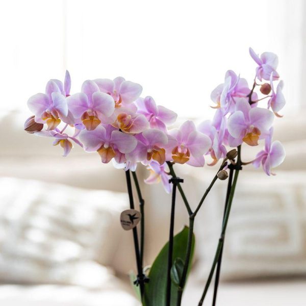 Roze Phalaenopsis orchidee & succulenten ↨45cm-ø9cm - Afbeelding 2