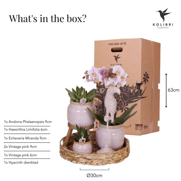 Roze Phalaenopsis orchidee & succulenten ↨45cm-ø9cm - Afbeelding 3
