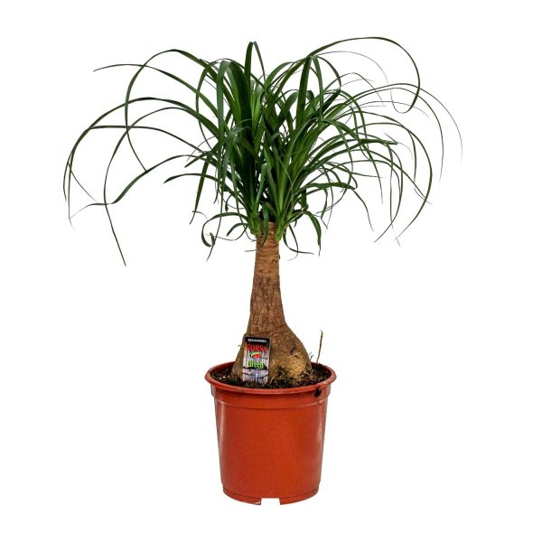 Beaucarnea Nolina ↨60cm-ø19cm