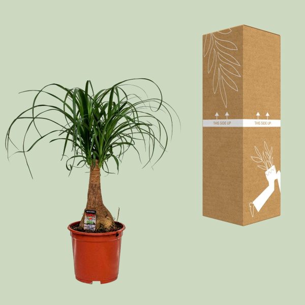 Beaucarnea Nolina ↨60cm-ø19cm - Afbeelding 3