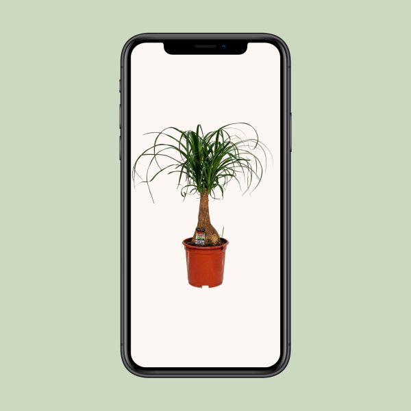 Beaucarnea Nolina ↨60cm-ø19cm - Afbeelding 4