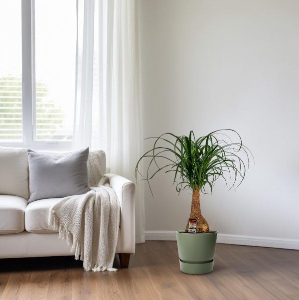 Beaucarnea Nolina ↨60cm-ø19cm - Afbeelding 6
