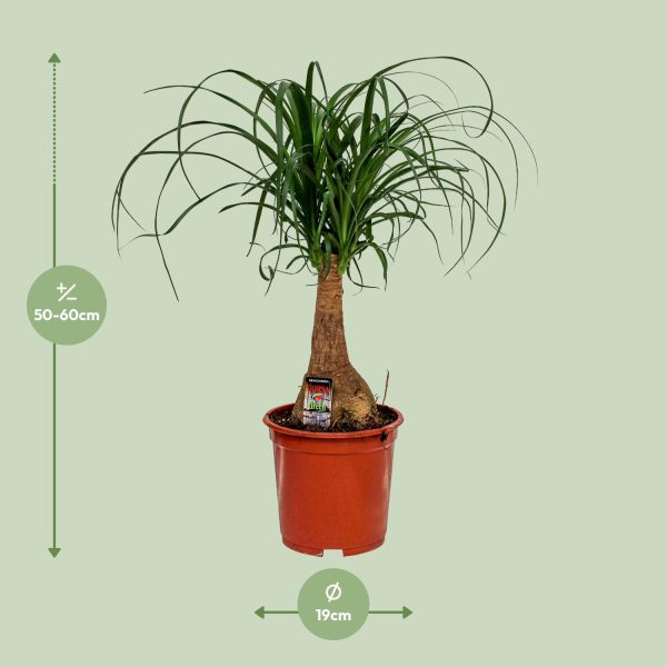 Beaucarnea Nolina ↨60cm-ø19cm - Afbeelding 7