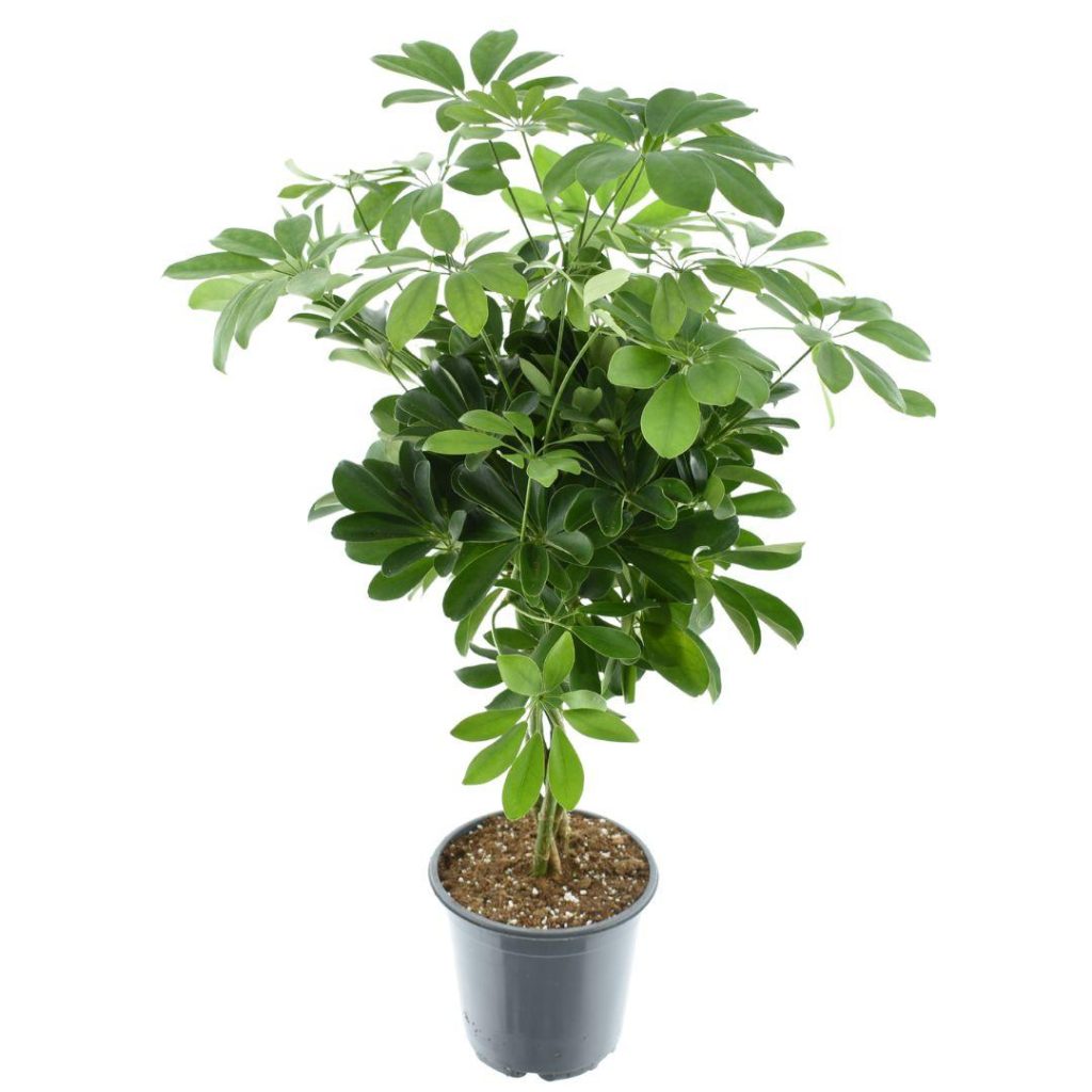 Dichte Schefflera met glanzende groen geveerde bladeren in pot