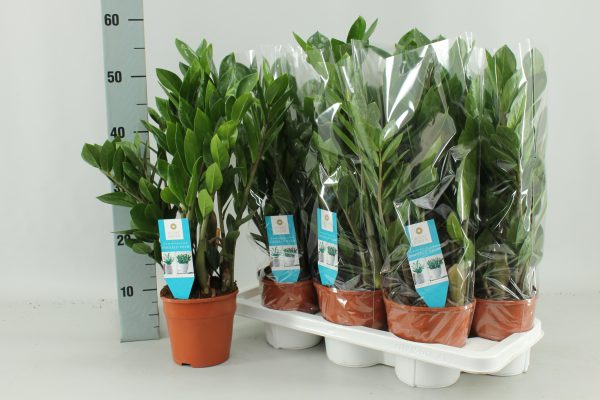 Zamioculcas Zamiifolia ↨55cm-ø14cm