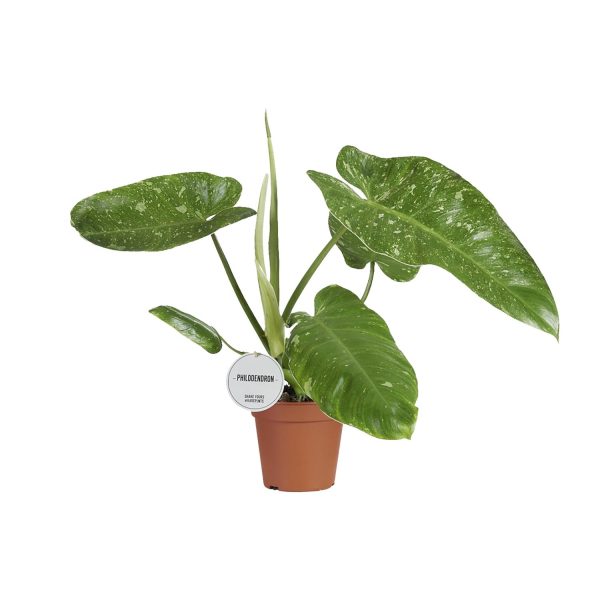 Philodendron Jose Buono ↨45cm-ø15cm