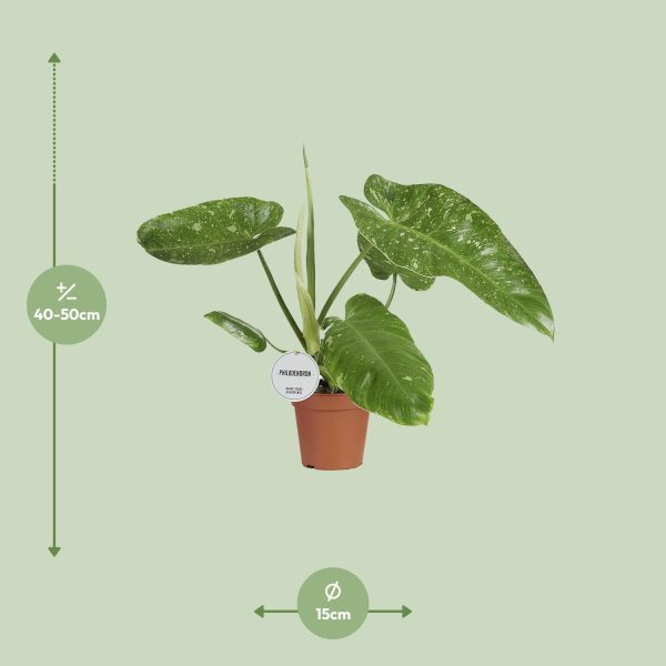 Philodendron Jose Buono ↨45cm-ø15cm - Afbeelding 2