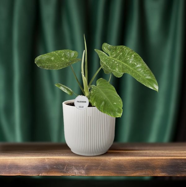 Philodendron Jose Buono ↨45cm-ø15cm - Afbeelding 6