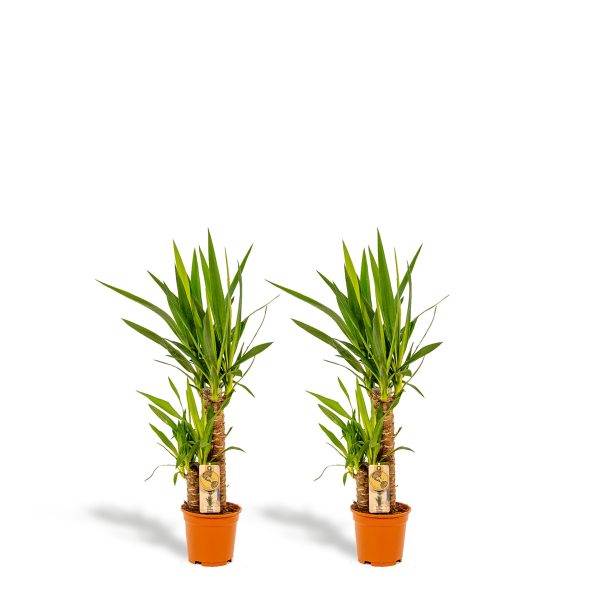 Twee Yucca palmen in pot met stekelige groene bladeren.