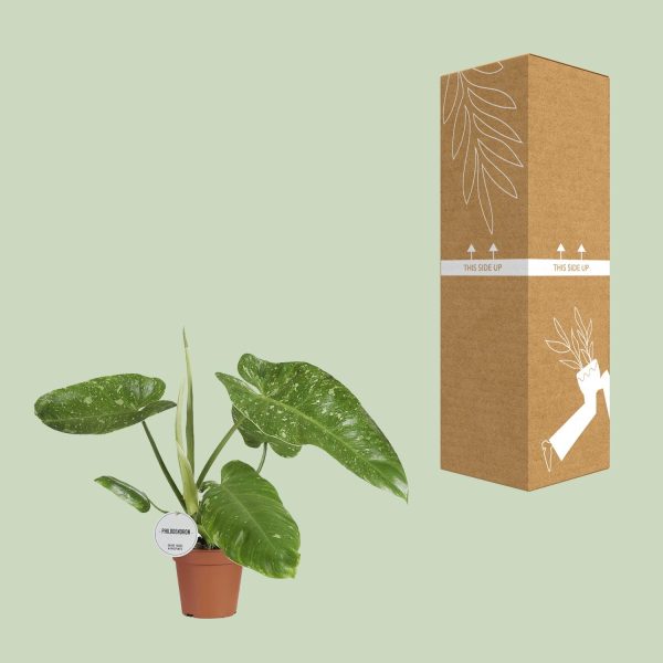 Philodendron Jose Buono ↨45cm-ø15cm - Afbeelding 8