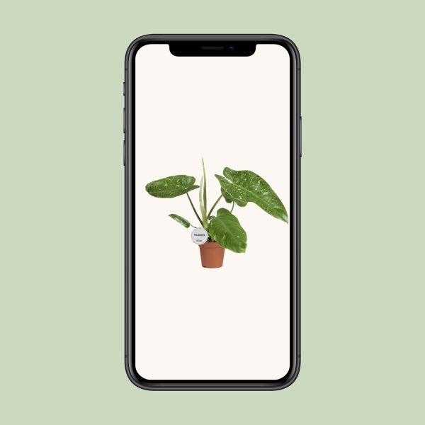Philodendron Jose Buono ↨45cm-ø15cm - Afbeelding 9