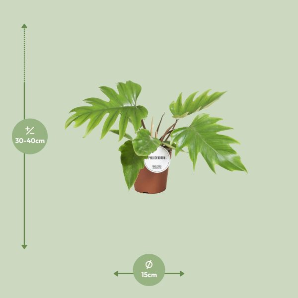 Diepgelobde Philodendron Selloum in 15cm pot met gezonde groene bladeren