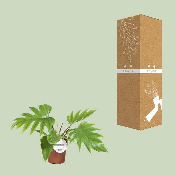 Groene Philodendron selloum met getande bladeren in terracotta pot
