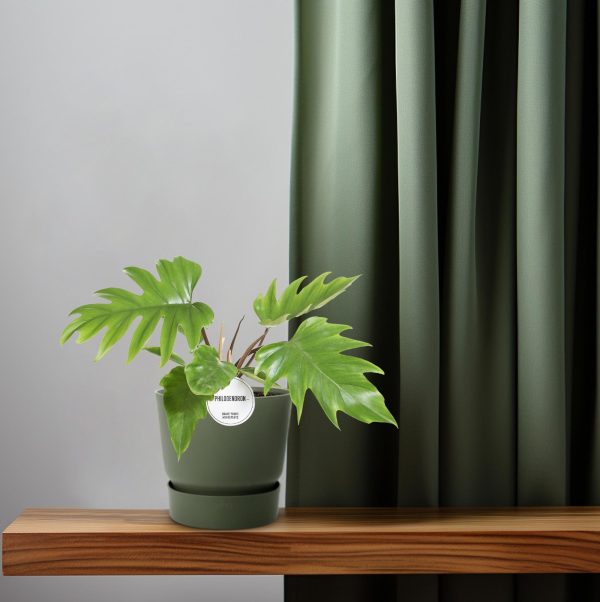 Lobbladige Philodendron (bipinnatifidum) in groene pot op plank