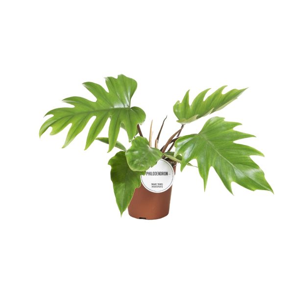 Groene Philodendron selloum met diep ingesneden bladeren in pot
