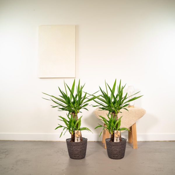 Twee Yucca-planten in zwarte mandpotten voor een frisse, moderne uitstraling.