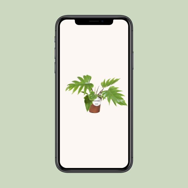 Diep ingesneden Philodendron selloum met weelderige groene bladeren in pot