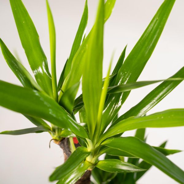 Felgroene Dracaena-plant met glanzende, smalle bladeren