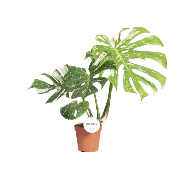 Monstera Thai Constellation ↨40cm-ø15cm