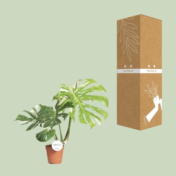 Monstera Thai Constellation ↨40cm-ø15cm - Afbeelding 2