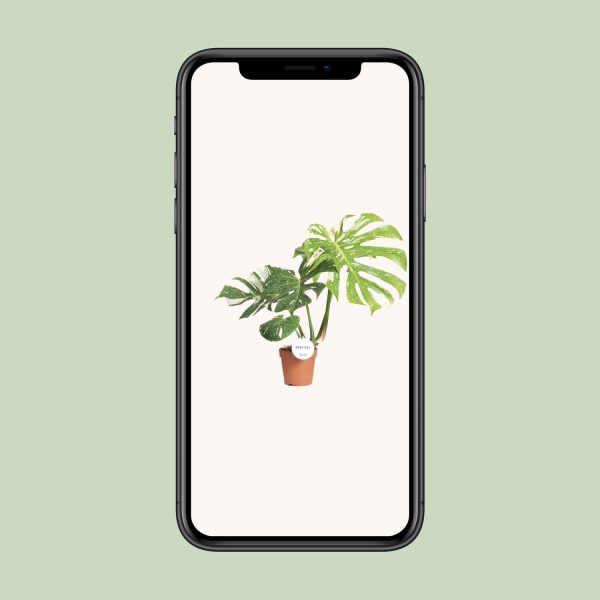 Monstera Thai Constellation ↨40cm-ø15cm - Afbeelding 3