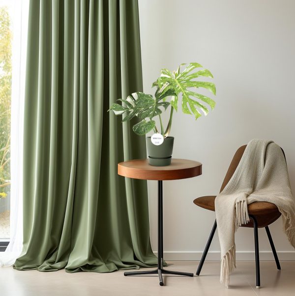 Monstera Thai Constellation ↨40cm-ø15cm - Afbeelding 5
