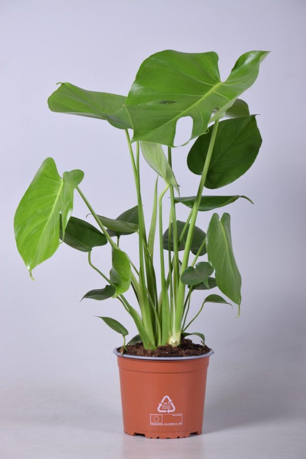 Monstera Deliciosa ↨60cm-ø17cm