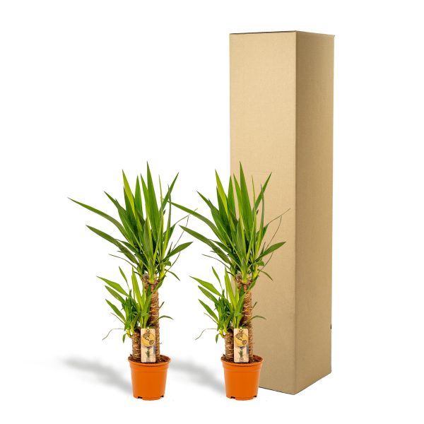 Twee Yucca-planten in terracotta potten, groene bladeren, strak interieur