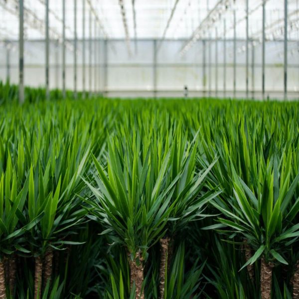 Diep groene Dracaena marginata kamerplant met smalle bladeren