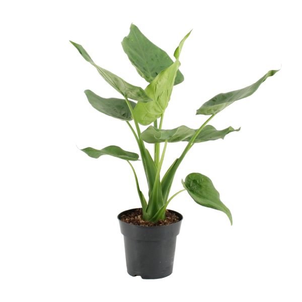 Alocasia Cucullata ↨55cm-ø17cm