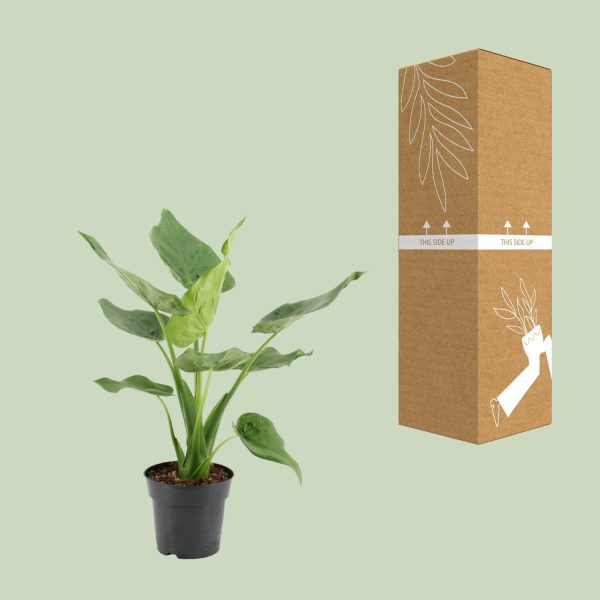 Alocasia Cucullata ↨55cm-ø17cm - Afbeelding 3