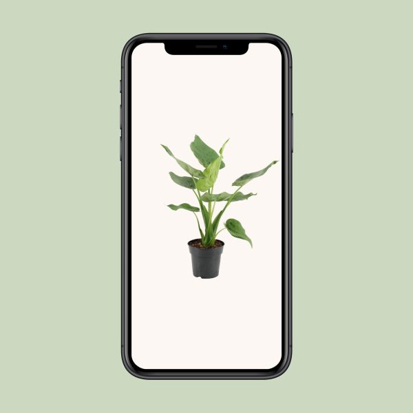 Alocasia Cucullata ↨55cm-ø17cm - Afbeelding 4