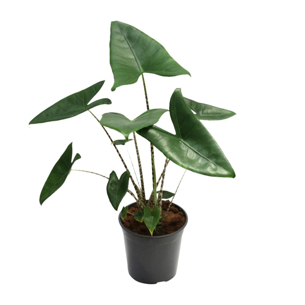 Alocasia zebrina met zebra-gestreepte stelen en glanzende, pijlvormige bladeren