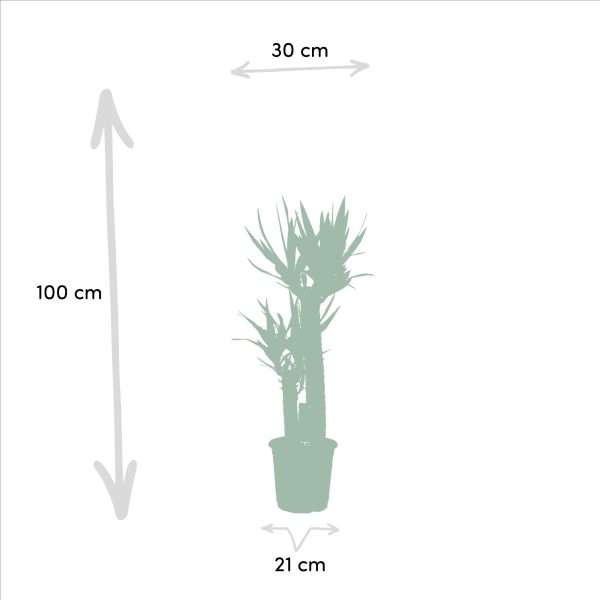 Areca palm ↨130cm-ø24cm - Afbeelding 5