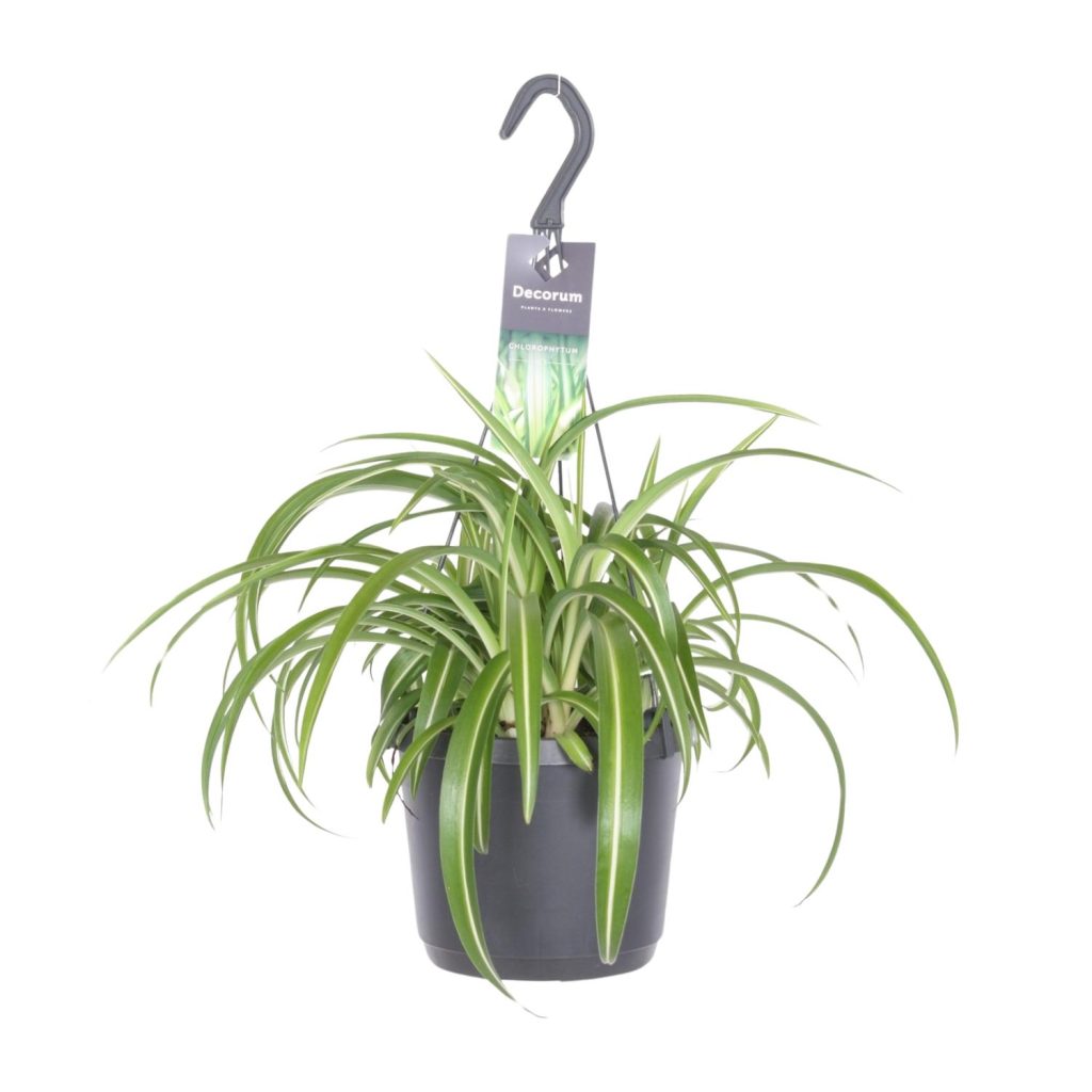 Hangende spinnenplant (Chlorophytum comosum) met groene bladeren en witte strepen