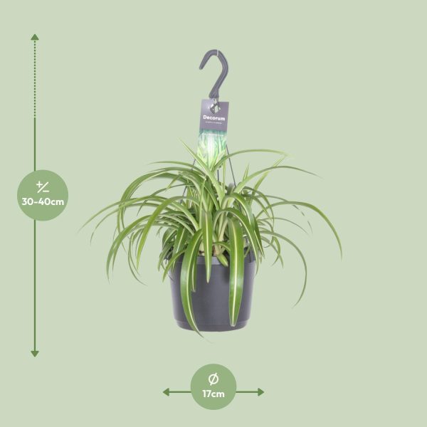 Hangende Chlorophytum graslelie met groene bladeren met roomwitte strepen