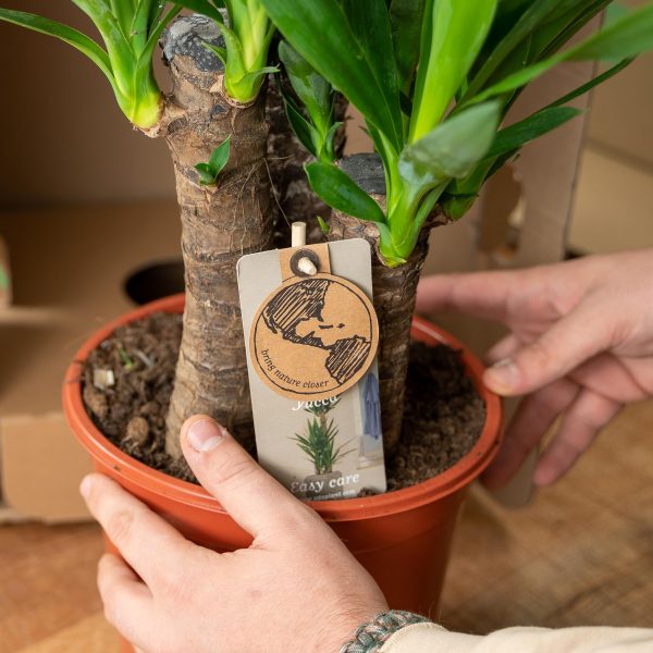Areca palm ↨130cm-ø24cm - Afbeelding 6