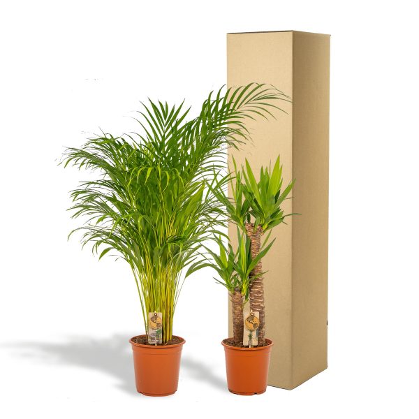 Areca palm ↨130cm-ø24cm - Afbeelding 7