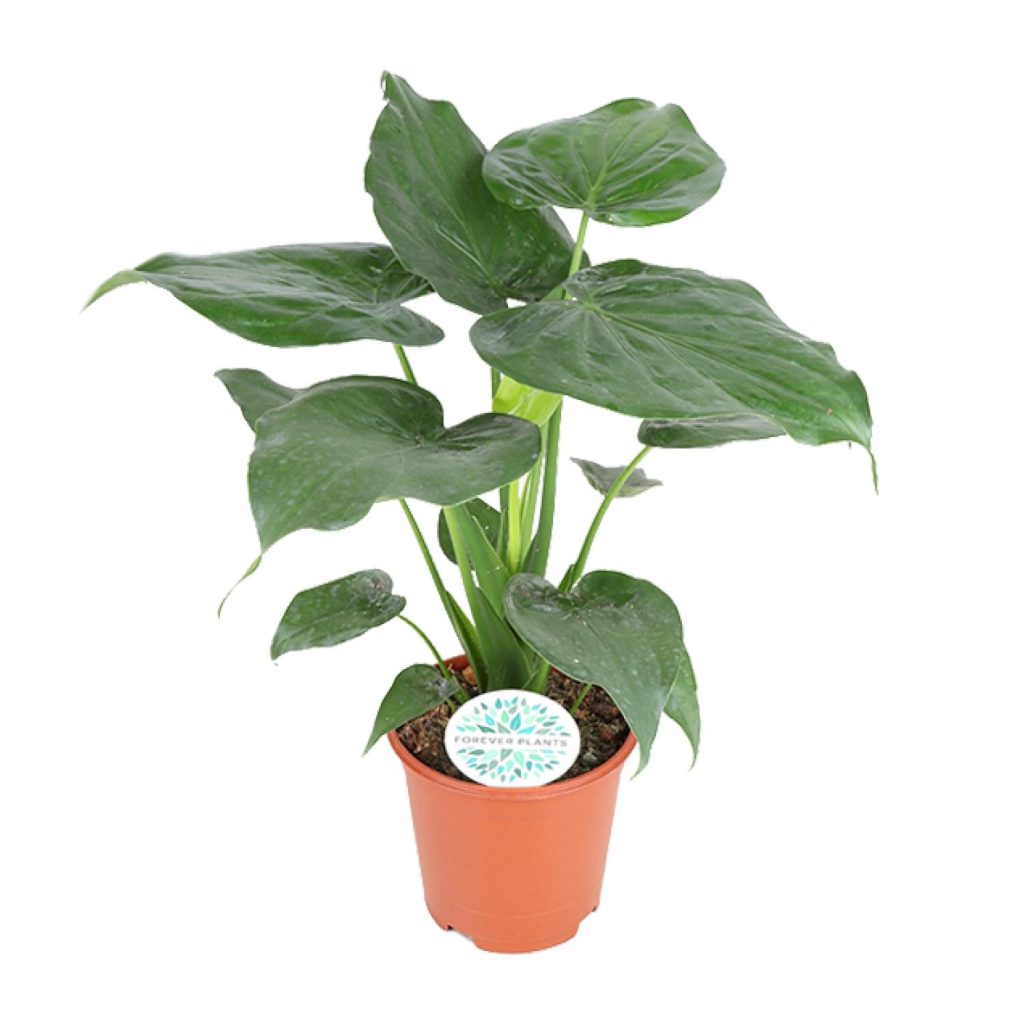 Alocasia macrorrhiza met grote, donkergroene hartvormige bladeren in pot