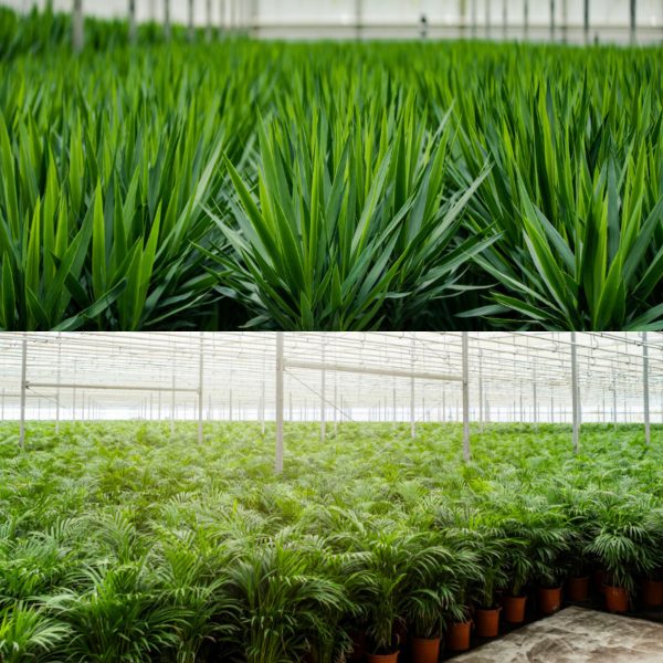 Areca palm ↨130cm-ø24cm - Afbeelding 9