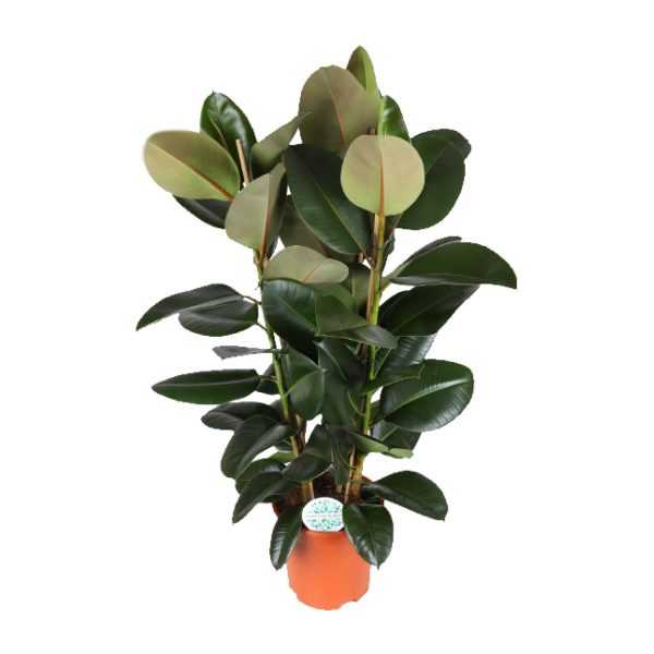 Ficus Elastica Robusta ↨115cm-ø27cm